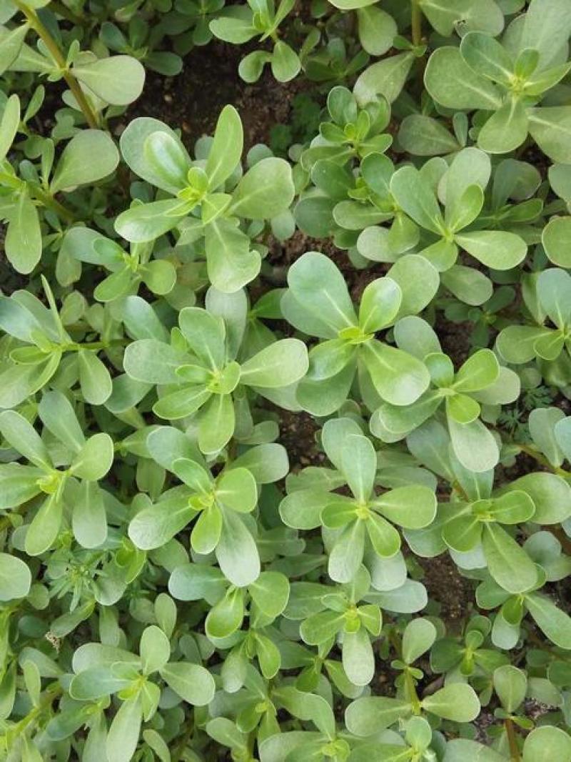 马齿笕种子野菜马齿菜种子食用蔬菜长寿菜可庭院阳台种植