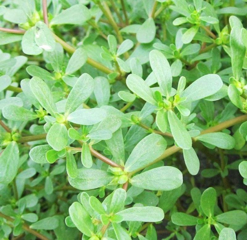 马齿笕种子野菜马齿菜种子食用蔬菜长寿菜可庭院阳台种植