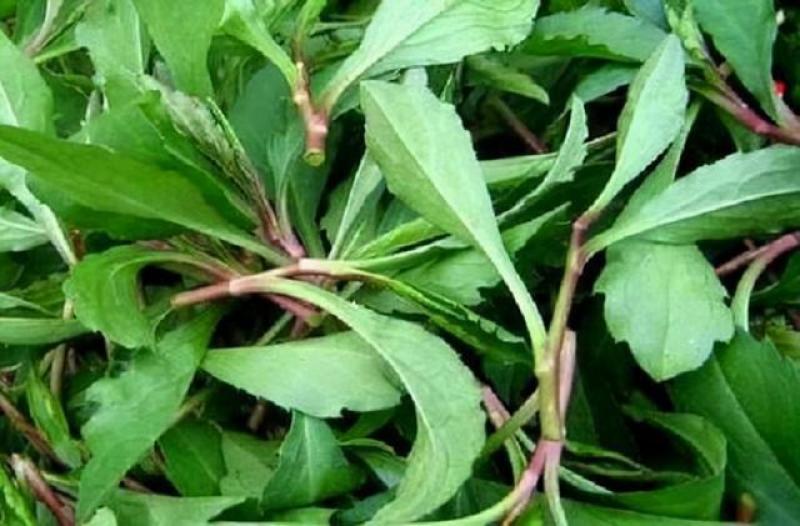 野生马兰头种子食用野菜四季播种易种鸡儿菜马兰菜籽蔬菜种子