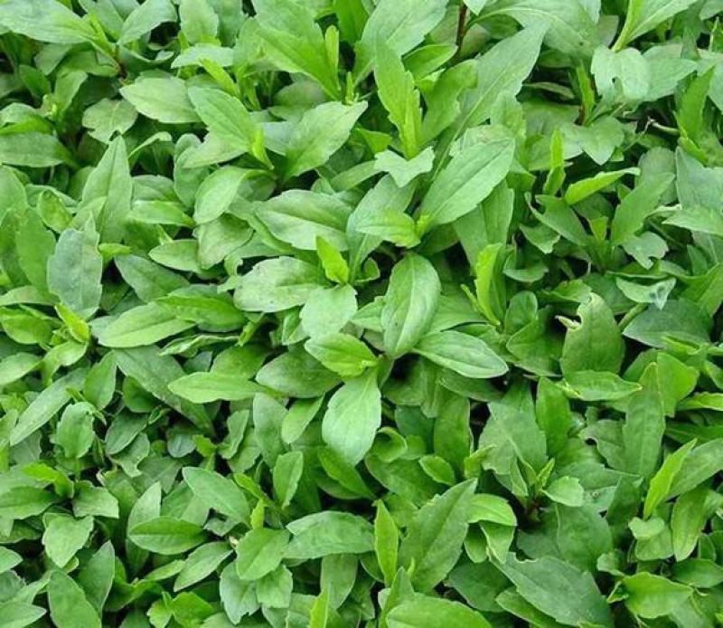 野生马兰头种子食用野菜四季播种易种鸡儿菜马兰菜籽蔬菜种子