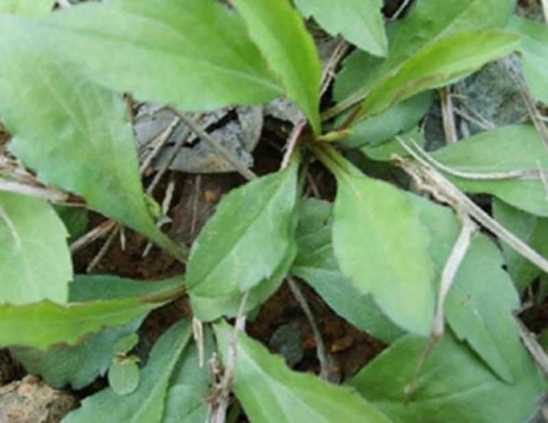 野生马兰头种子食用野菜四季播种易种鸡儿菜马兰菜籽蔬菜种子