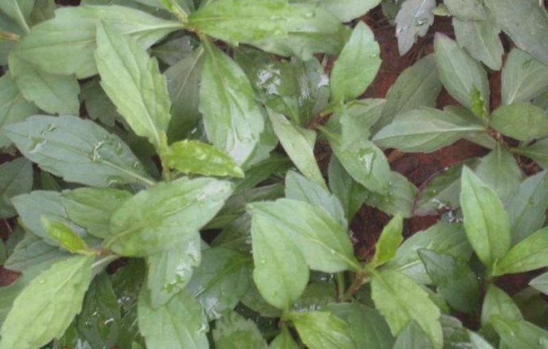 野生马兰头种子食用野菜四季播种易种鸡儿菜马兰菜籽蔬菜种子