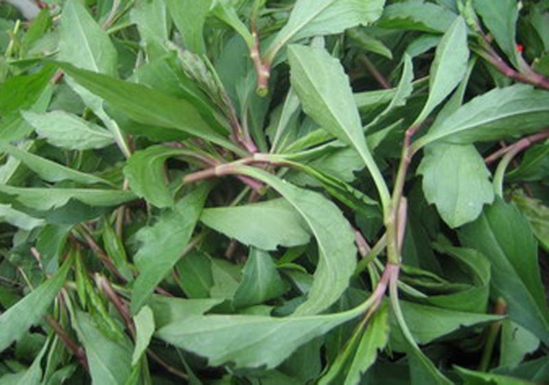 野生马兰头种子食用野菜四季播种易种鸡儿菜马兰菜籽蔬菜种子