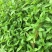 野生马兰头种子食用野菜四季播种易种鸡儿菜马兰菜籽蔬菜种子