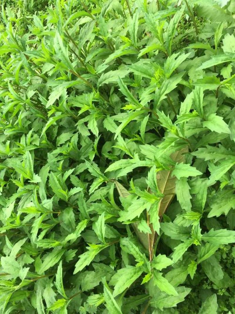 野生马兰头种子食用野菜四季播种易种鸡儿菜马兰菜籽蔬菜种子