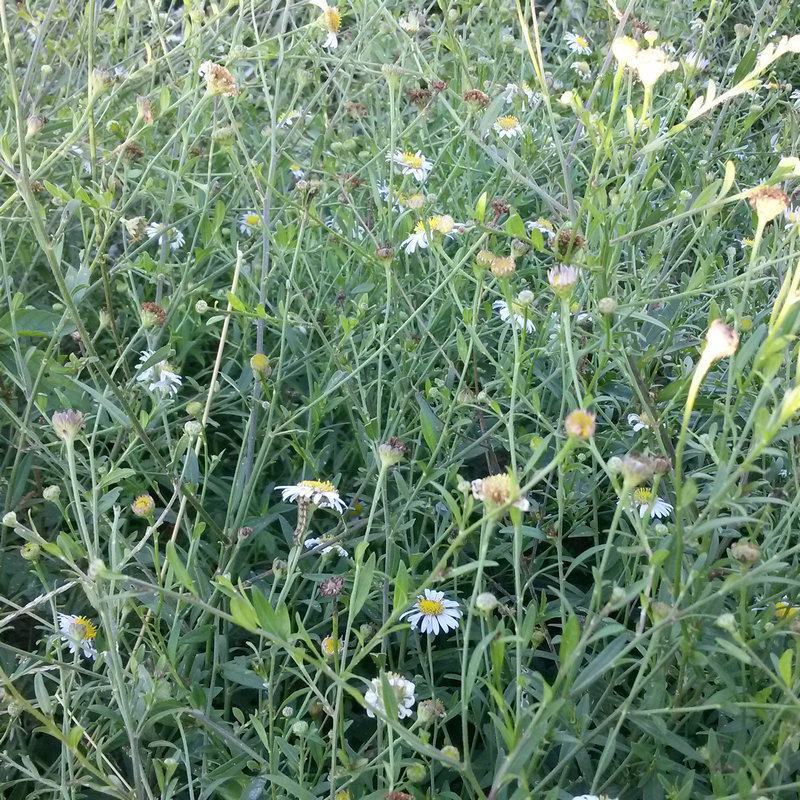野生马兰头种子食用野菜四季播种易种鸡儿菜马兰菜籽蔬菜种子