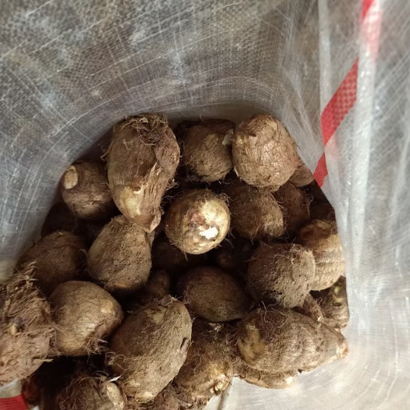 芋头山东省临沂市沂水县优质8520豆包芋头大量供应