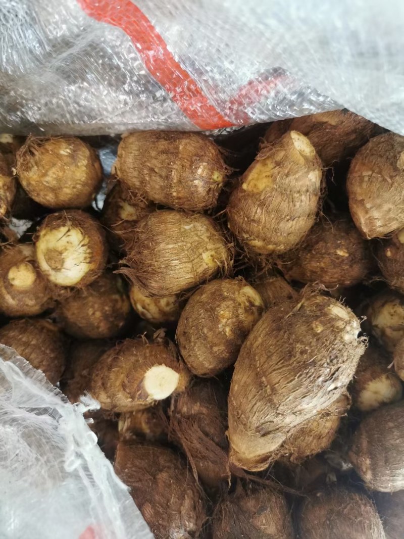 芋头山东省临沂市沂水县优质8520豆包芋头大量供应