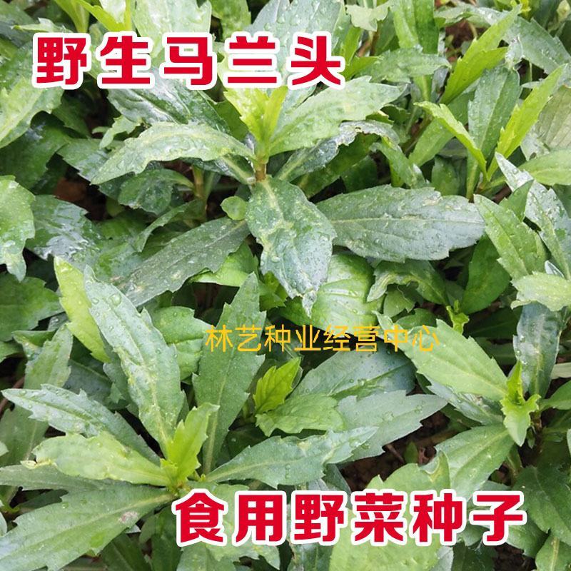 野生马兰头种子食用野菜四季播种易种鸡儿菜马兰菜籽蔬菜种子
