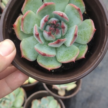 11厘米盆大尺寸吉娃娃多肉植物吉娃莲基地自销价格实惠大量