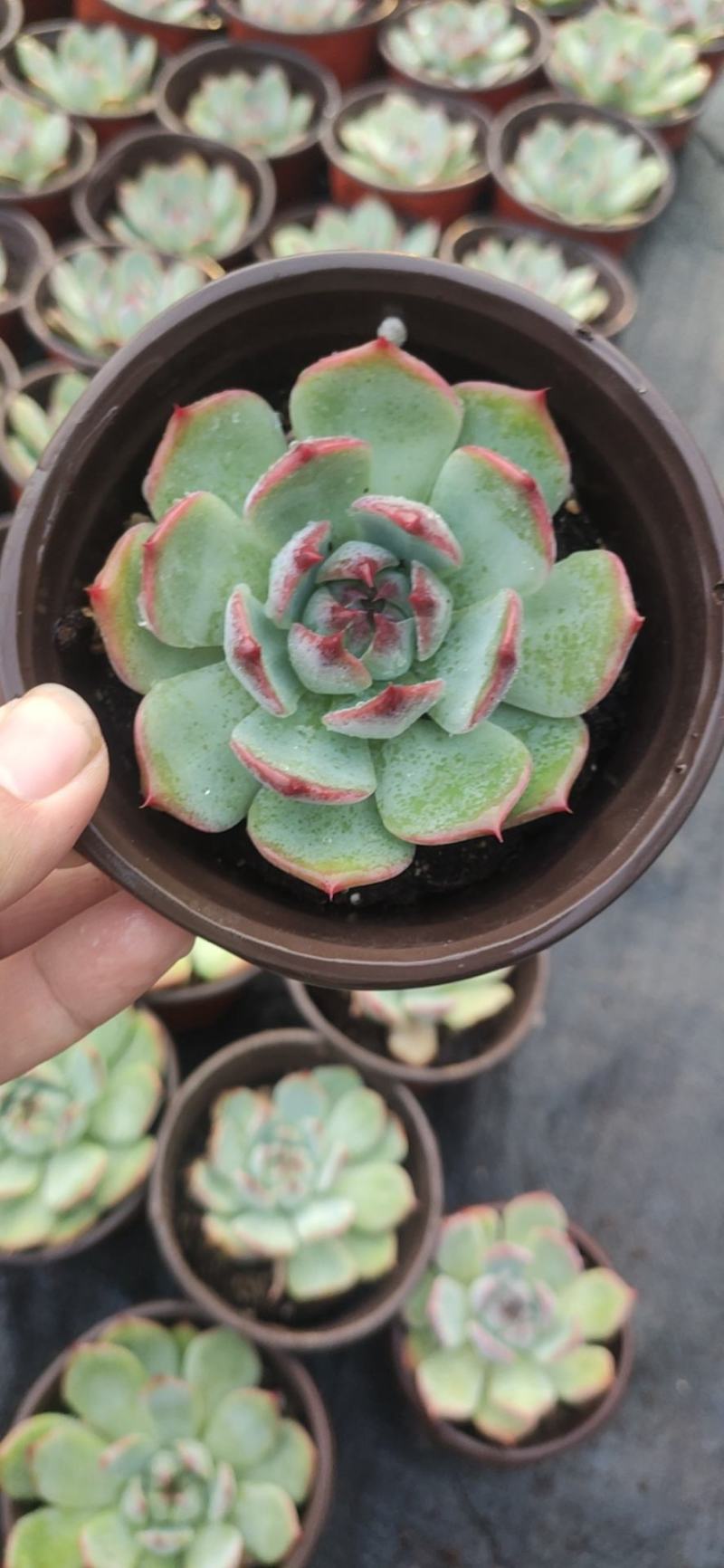 11厘米盆大尺寸吉娃娃多肉植物吉娃莲基地自销价格实惠大量