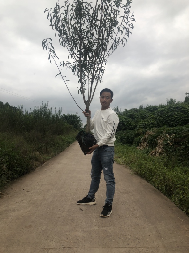 蜂糖李子苗0.6-5公分都有，公司苗场，可签合同包品种
