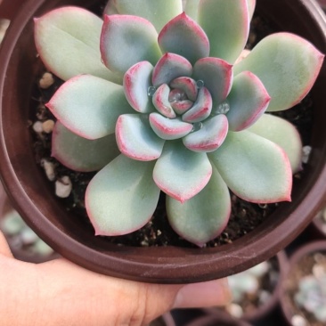 勇敢多肉植物批发基地自销价格便宜实惠