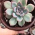 勇敢多肉植物批发基地自销价格便宜实惠