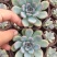 勇敢多肉植物批发基地自销价格便宜实惠