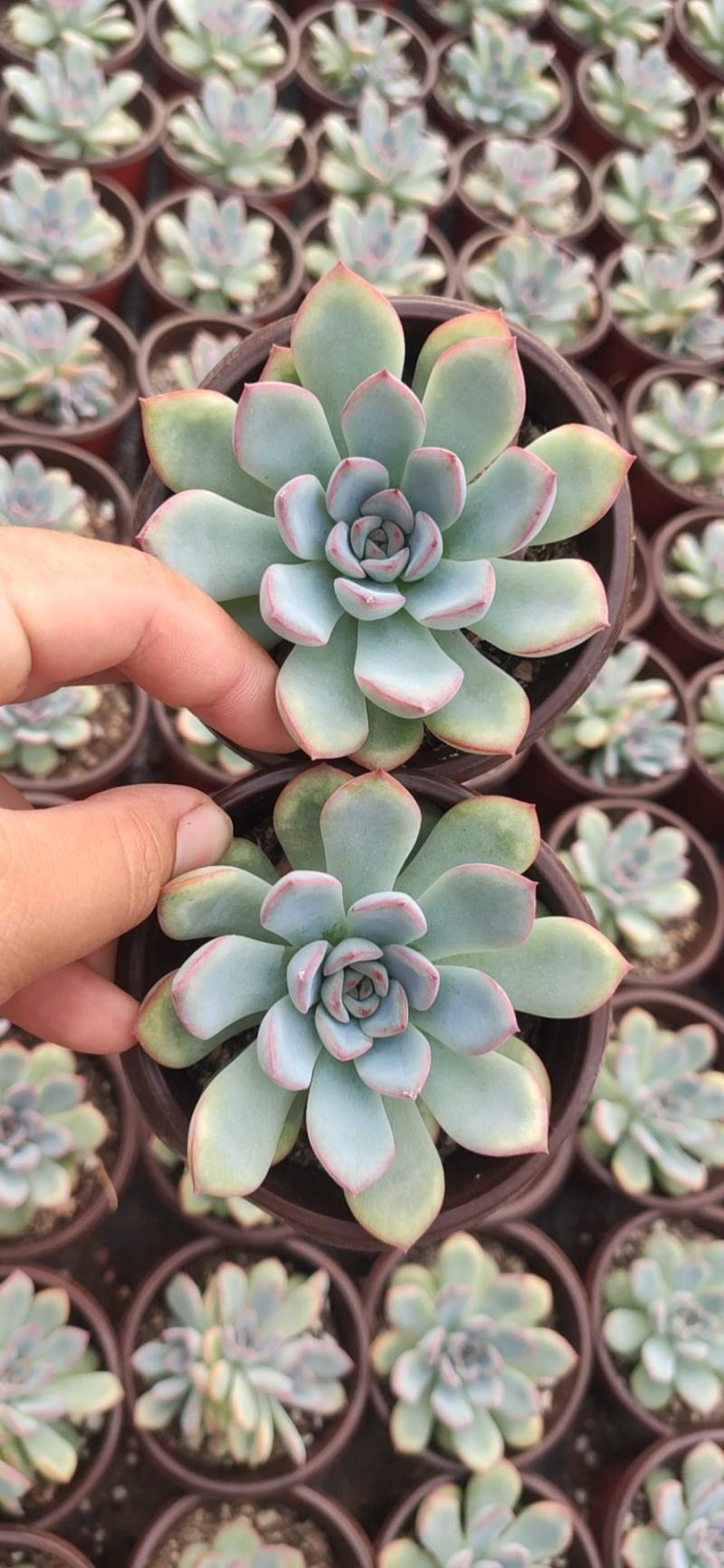 勇敢多肉植物批发基地自销价格便宜实惠
