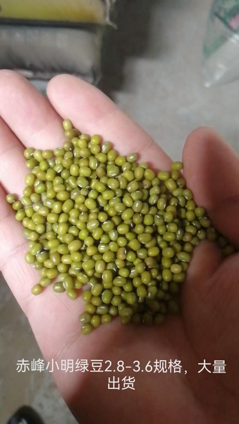 赤峰绿豆一等芽豆发芽率97%以上。