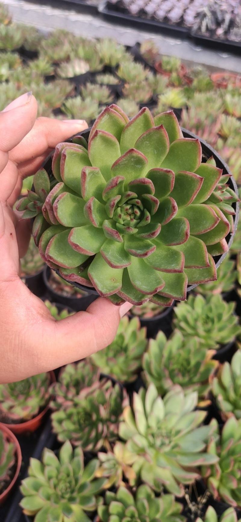 90*110*圣诞冬云多肉植物基地批发自销价格便宜实惠