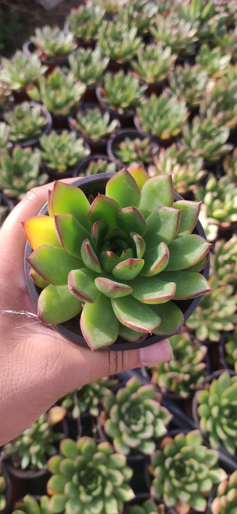 90*110*圣诞冬云多肉植物基地批发自销价格便宜实惠