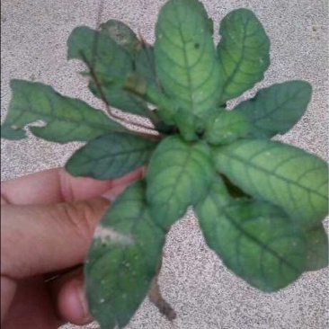 白背草