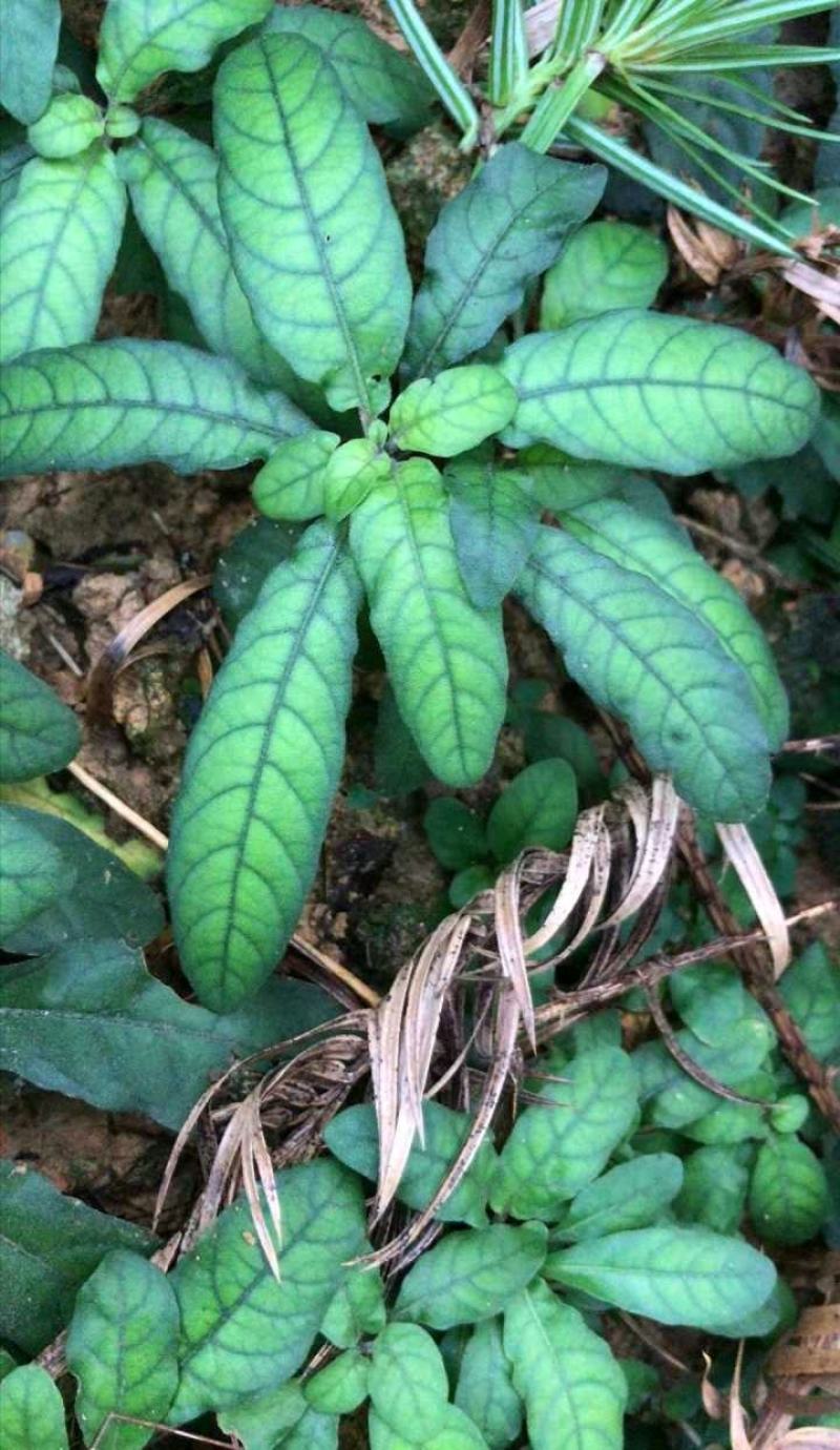 白背草