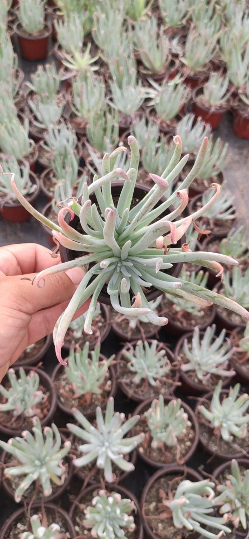 90*粗桩爱杜丽丝仙女杯多肉植物基地批发自销价格便宜实惠