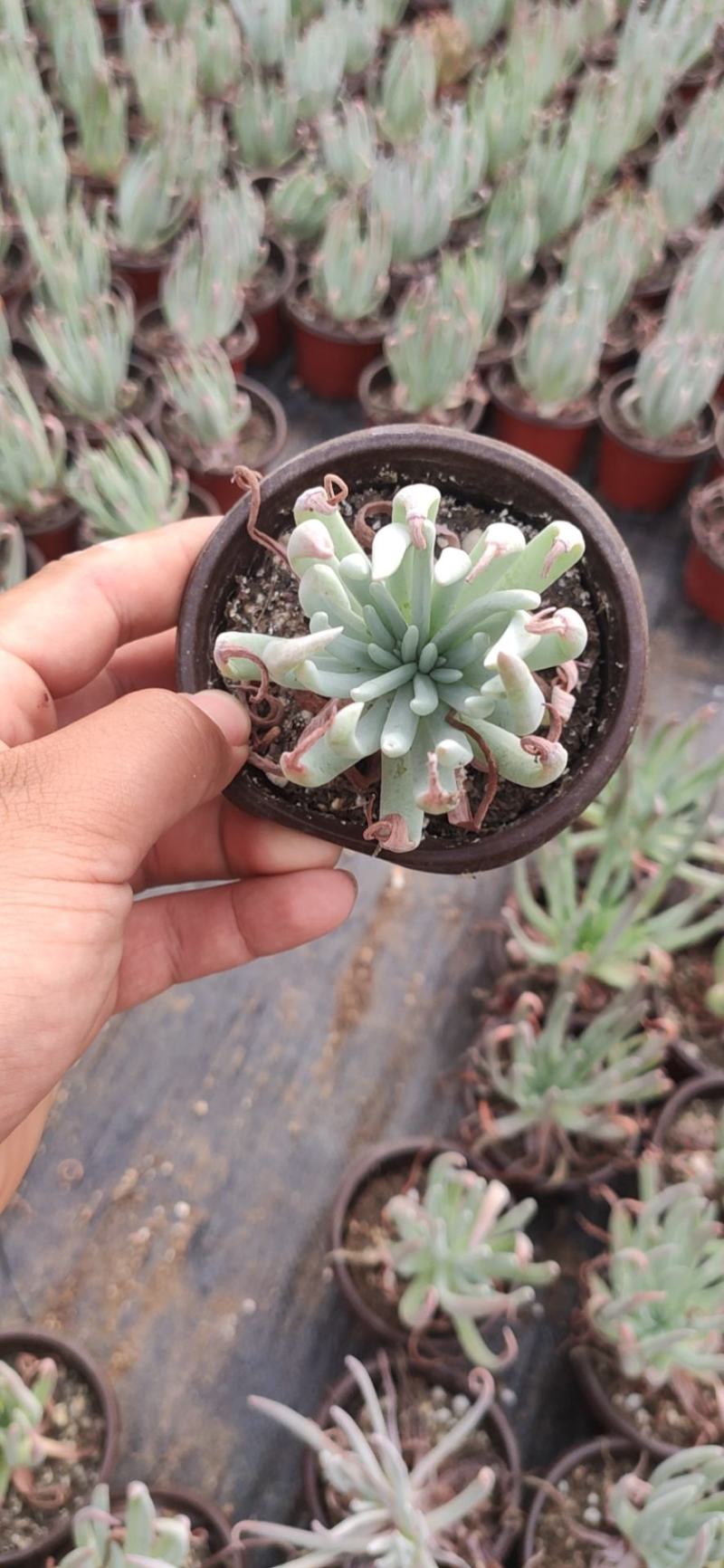 90*粗桩爱杜丽丝仙女杯多肉植物基地批发自销价格便宜实惠