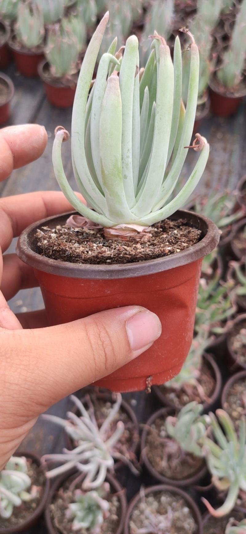 90*粗桩爱杜丽丝仙女杯多肉植物基地批发自销价格便宜实惠