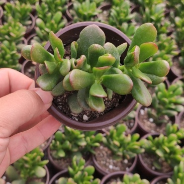 90#招财猫多肉植物爆火品种好养活