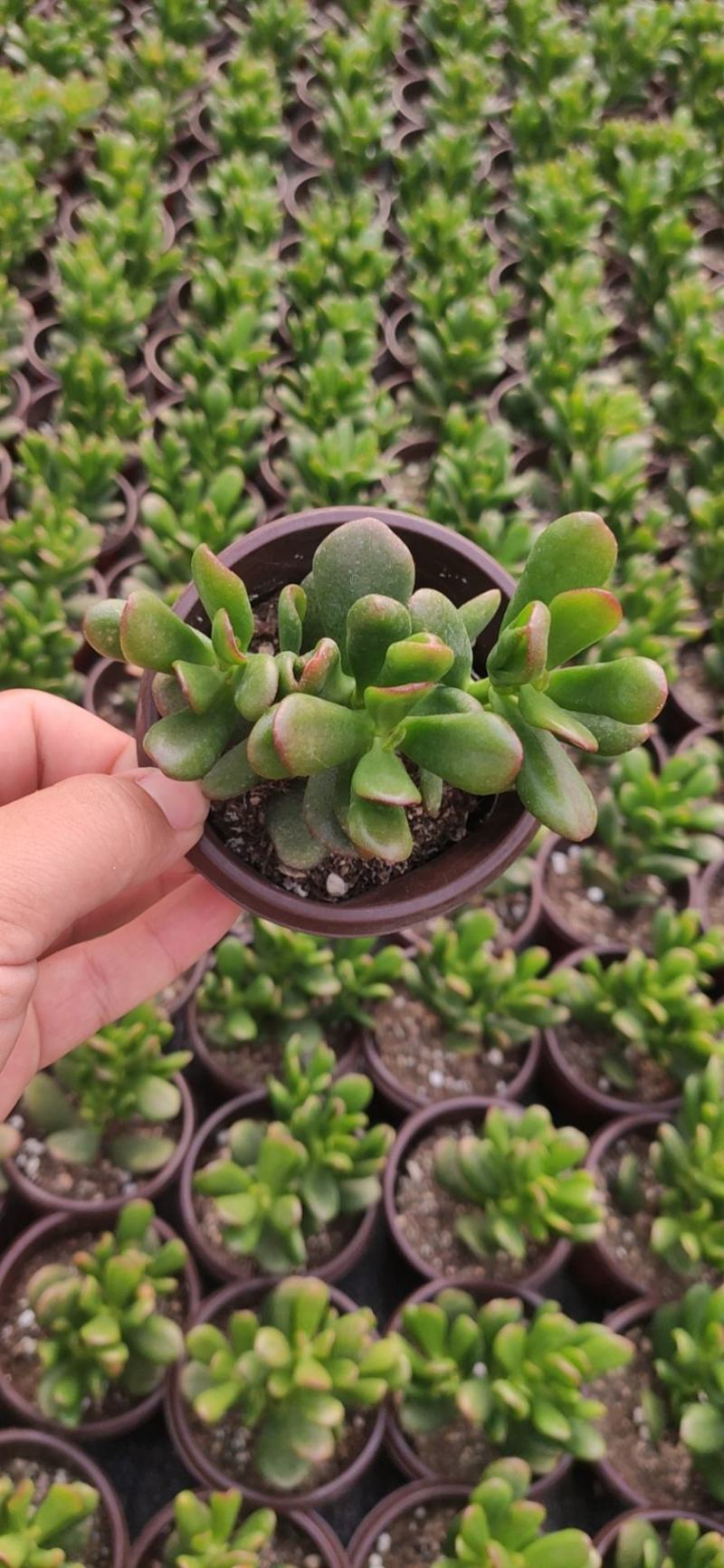 90#招财猫多肉植物爆火品种好养活