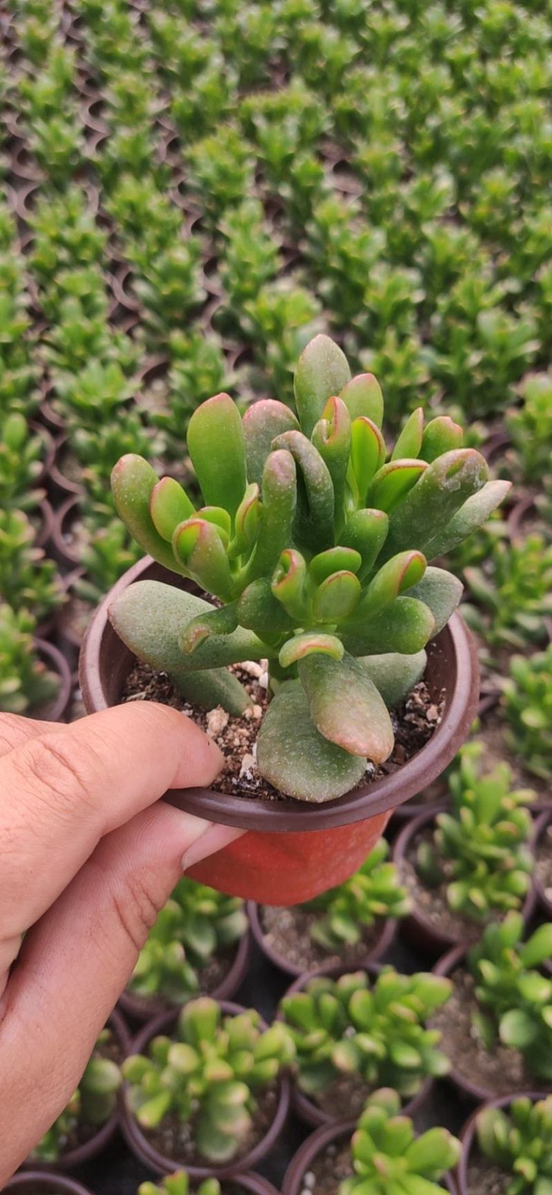 90#招财猫多肉植物爆火品种好养活