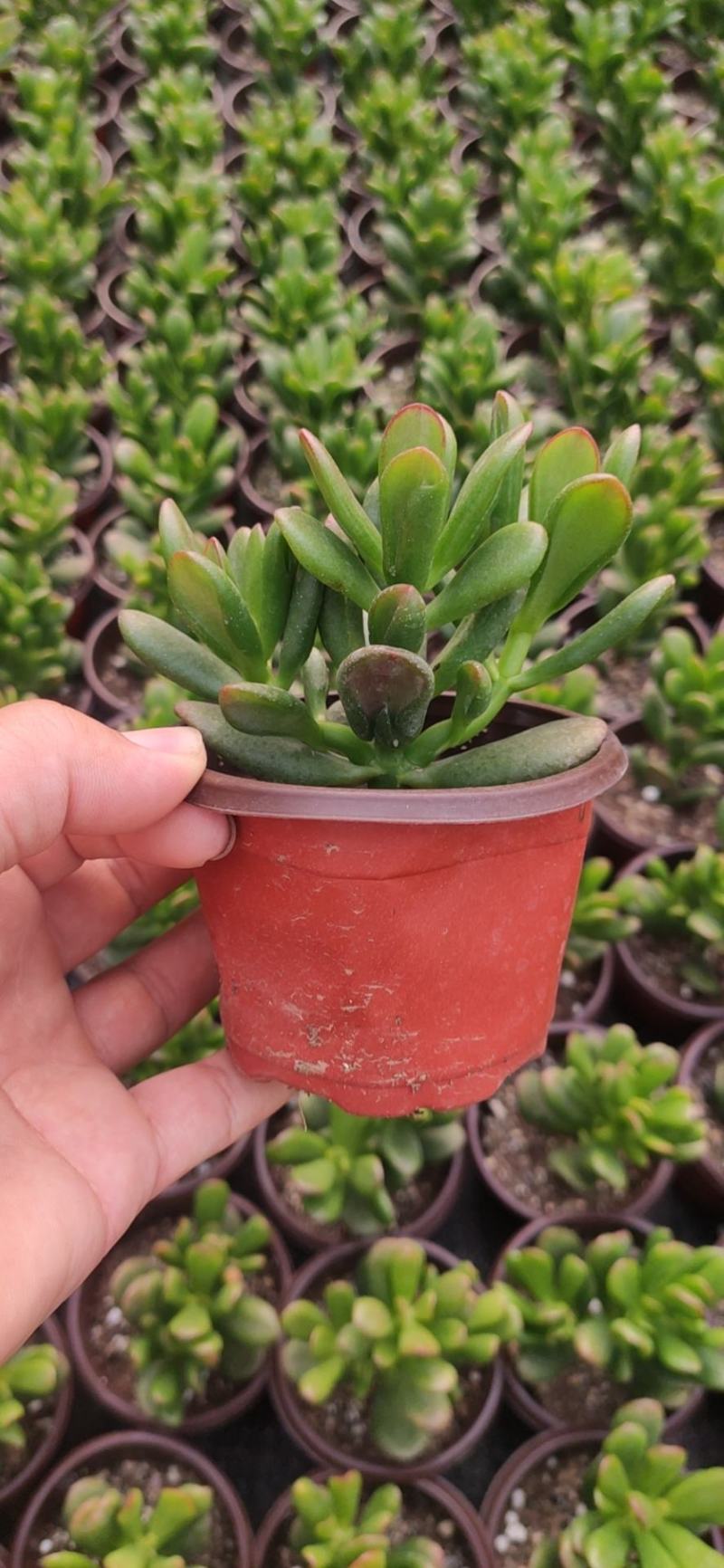 90#招财猫多肉植物爆火品种好养活