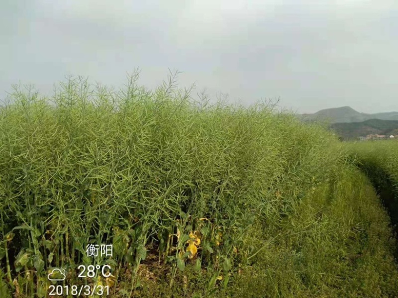 矮杆高产油菜种子沣油杂776杂交油菜籽抗倒抗病高油