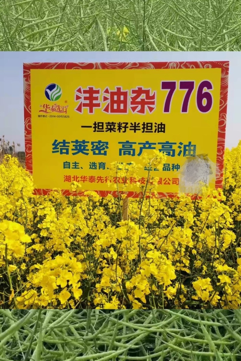 矮杆高产油菜种子沣油杂776杂交油菜籽抗倒抗病高油