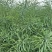 矮杆高产油菜种子沣油杂776杂交油菜籽抗倒抗病高油