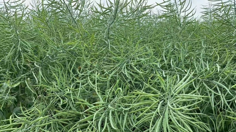 矮杆高产油菜种子沣油杂776杂交油菜籽抗倒抗病高油