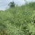 矮杆高产油菜种子沣油杂776杂交油菜籽抗倒抗病高油
