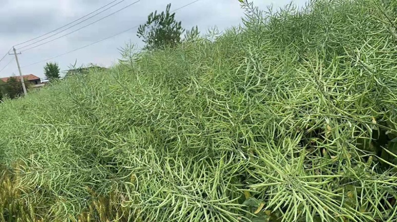 矮杆高产油菜种子沣油杂776杂交油菜籽抗倒抗病高油