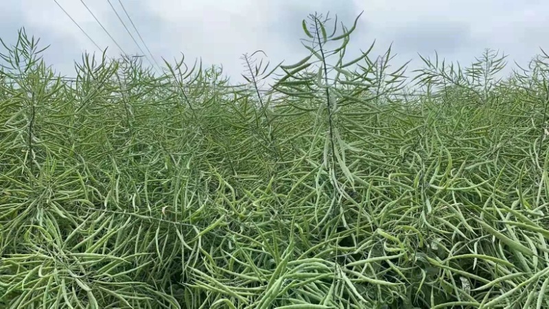 矮杆高产油菜种子沣油杂776杂交油菜籽抗倒抗病高油
