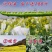 矮杆高产油菜种子沣油杂776杂交油菜籽抗倒抗病高油