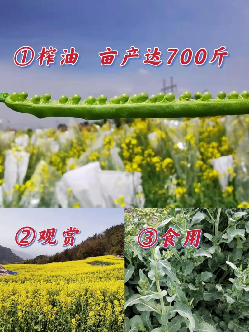 矮杆高产油菜种子沣油杂776杂交油菜籽抗倒抗病高油