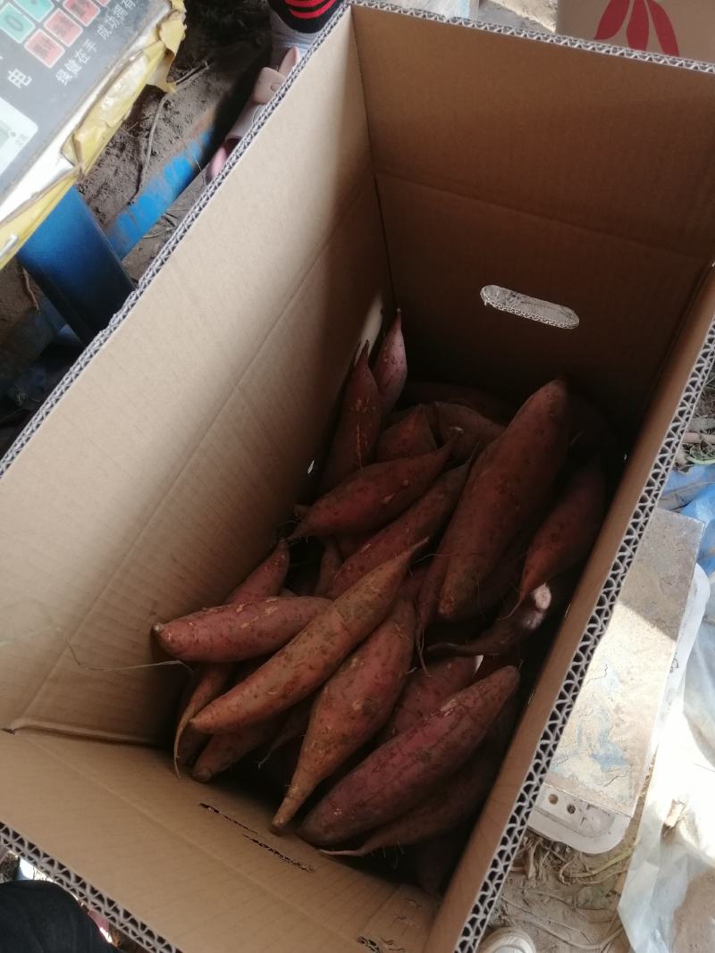 开封优质沙地西瓜红红薯