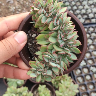 90#月光女神缀化多肉植物基地自销批发价格优惠