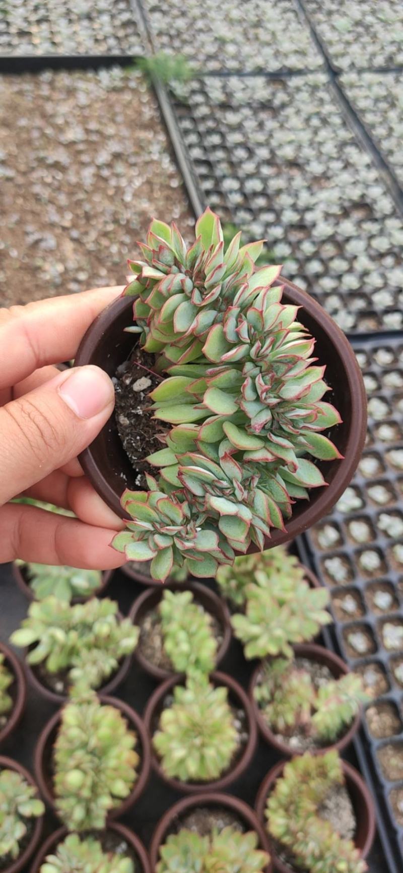 90#月光女神缀化多肉植物基地自销批发价格优惠