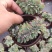 90#月光女神缀化多肉植物基地自销批发价格优惠