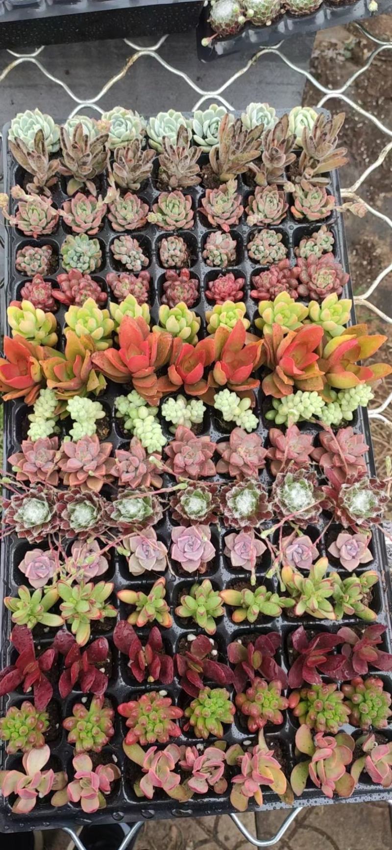 多肉植物105孔穴盘苗彩拼彩虹穴盘基地自销