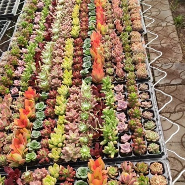多肉植物105孔穴盘苗彩拼彩虹穴盘基地自销
