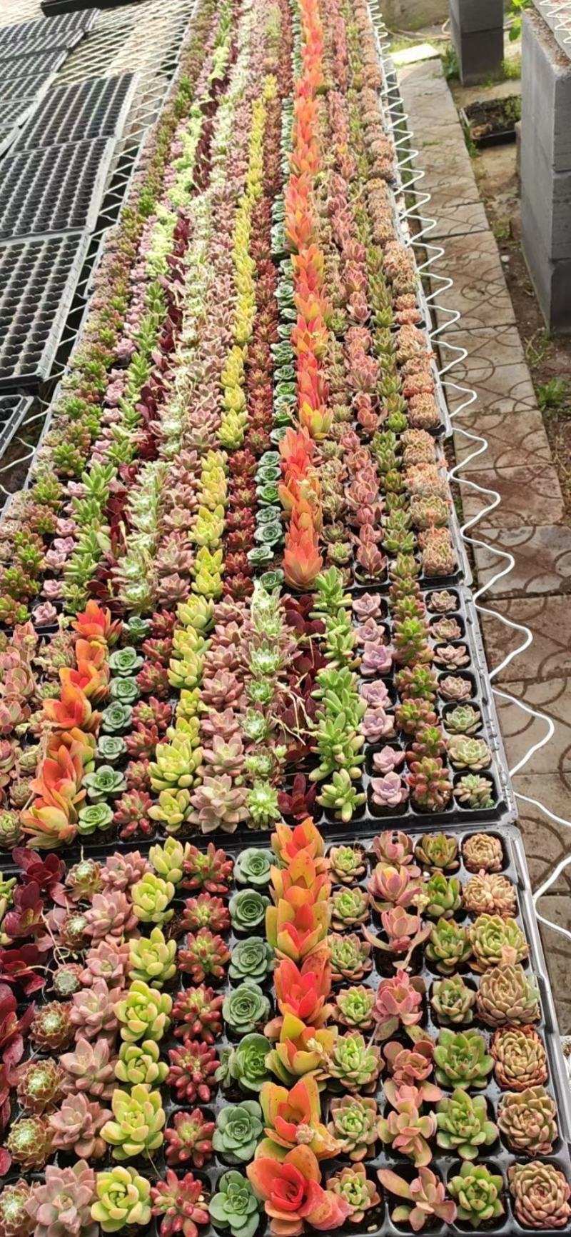 多肉植物105孔穴盘苗彩拼彩虹穴盘基地自销
