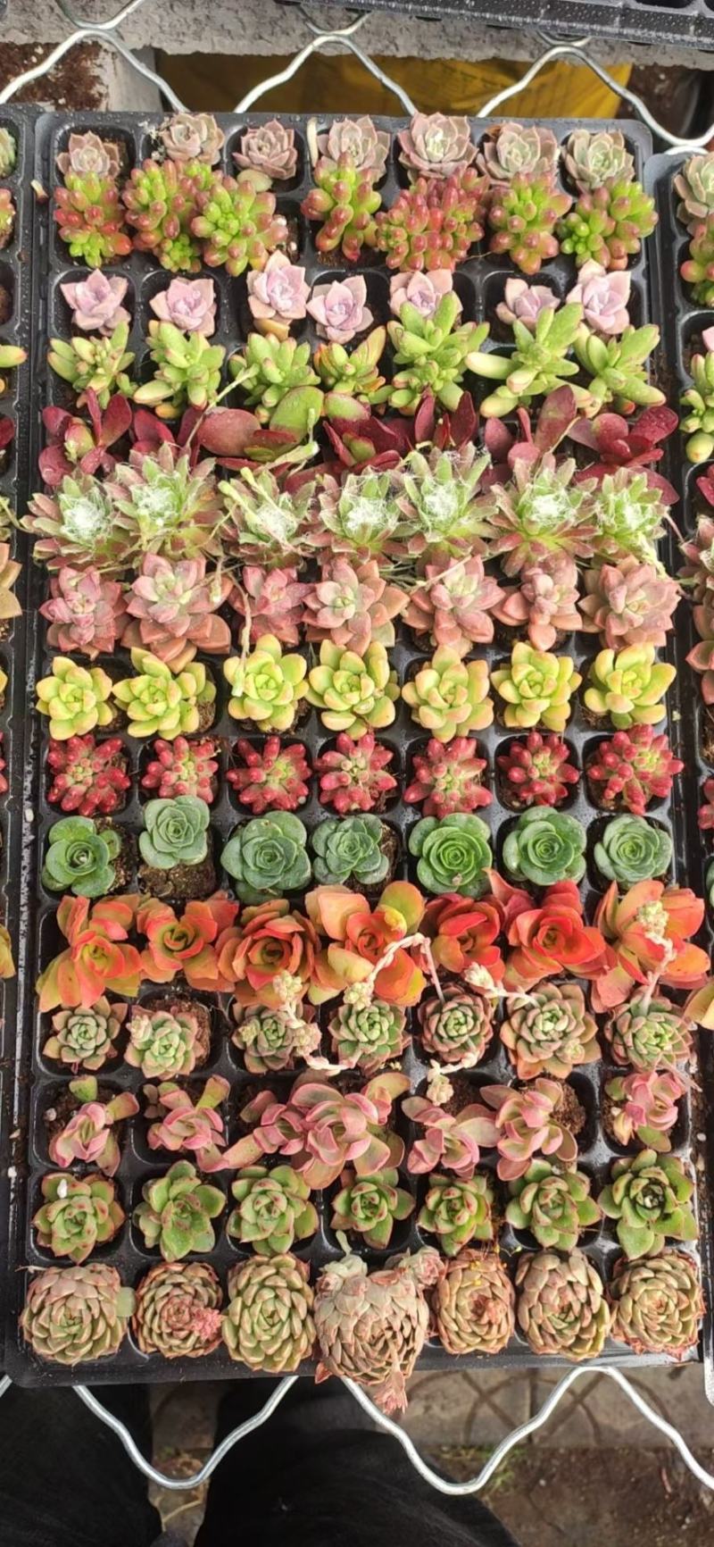 多肉植物105孔穴盘苗彩拼彩虹穴盘基地自销
