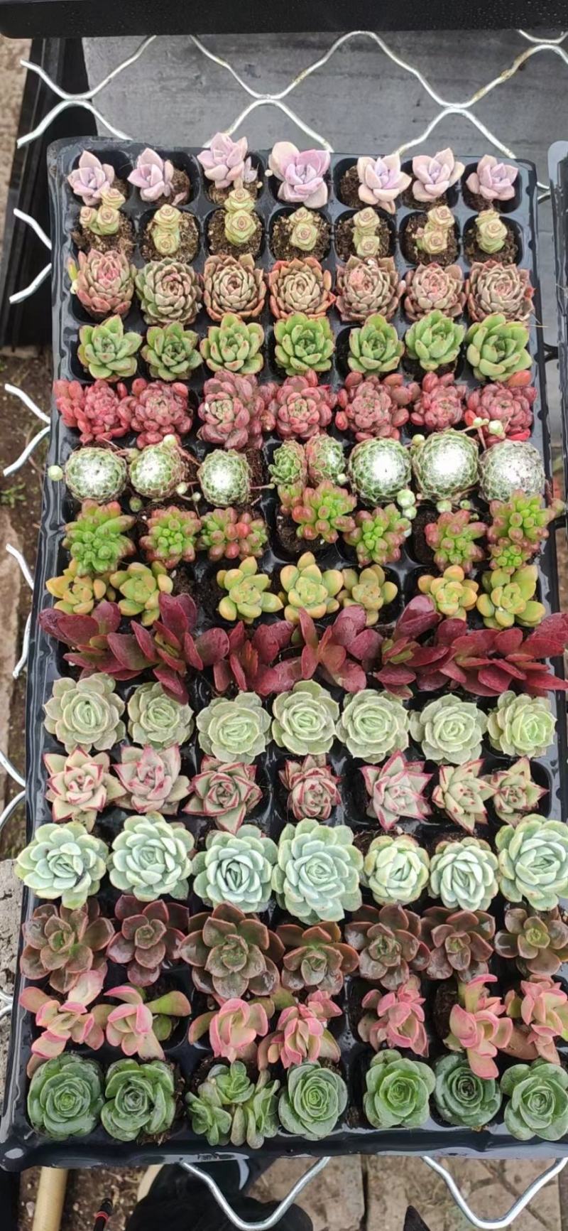 多肉植物105孔穴盘苗彩拼彩虹穴盘基地自销